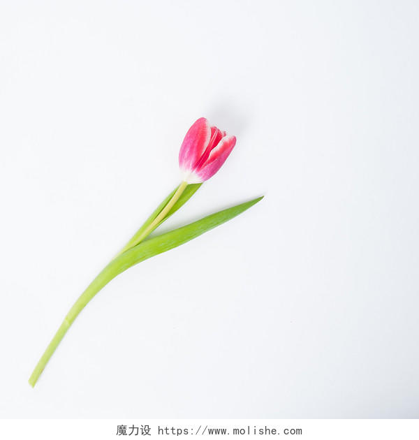 淡雅郁金香花卉女性背景图片